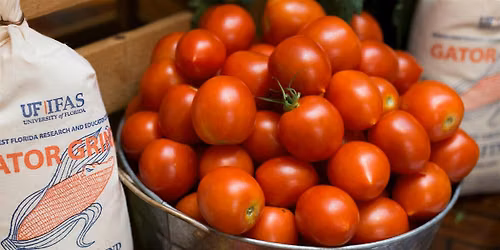 7-13-2026 Tomatoes, Tomatoes, Tomatoes