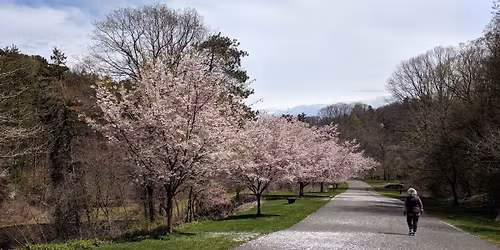 Parking A Christmas Carol - Rochester