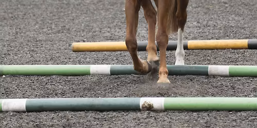 TWRC Dressage and Pole Work Training with Andrew Lovell