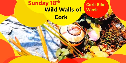 Wild Walls of Cork City