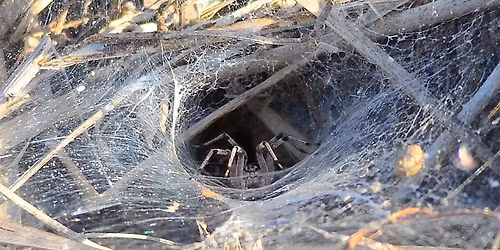 Wetlands Explorers: Creepy Crawlies