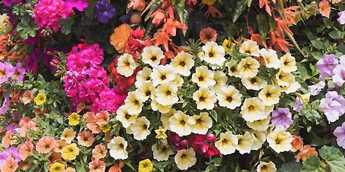 Plant bingo: OUTDOOR BLOOM EDITION 