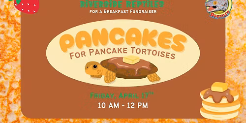 Pancakes for Pancakes Tortoises