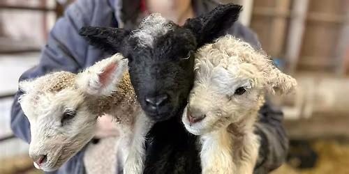 Lambing Workshop, Farm Tour, and Potluck at Canfield Farms