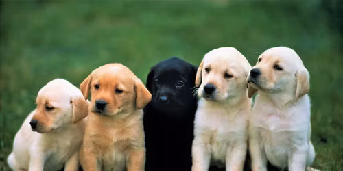Vets and Pets | Free Microchips, Rabies & Distemper Vaccine Clinic (Cook County ARC)