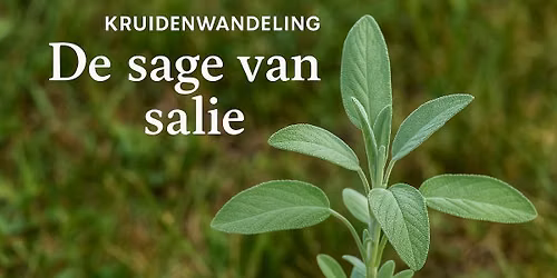 DE SAGE VAN SALIE kruidenwandeling in Hengelhoef