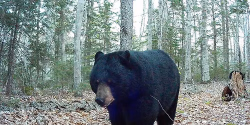 Parking Maine Black Bears at Brown Bears Womens Basketball