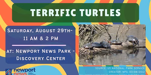 Terrific Turtles