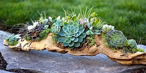 Succulents Garden