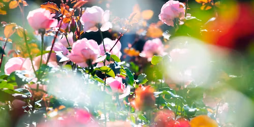 Vernissage \u00ab Eternity in a Moment \u00bb de Mika Ninagawa \/\/ Normandie Impressionniste