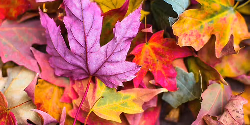 No-Charge Yard Waste Day