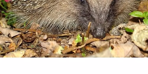 Some of Nature's Oddities