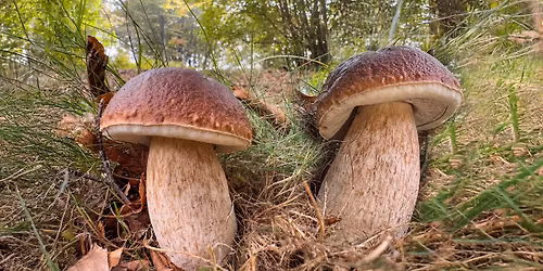 FOLIGNO - La Logica segreta dei Funghi