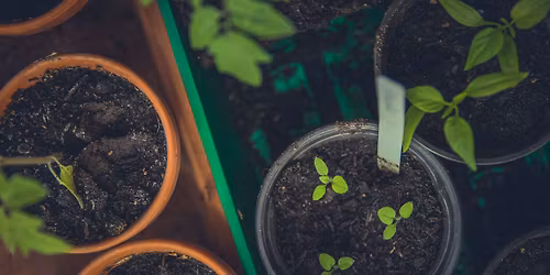 Getting Started with Native Plants 