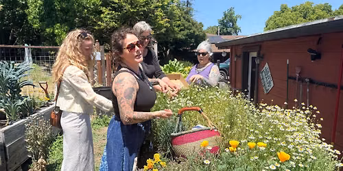 Foundations In Western Herbalism - A 9-Month Comprehensive Program