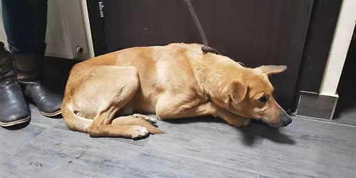 Psi szkielet przy le\u015bnej drodze, ma czas w lecznicy do niedzieli