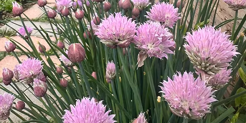 Free Spring Community Event