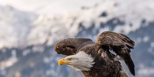 Save the Eagles- Weekend Wonders