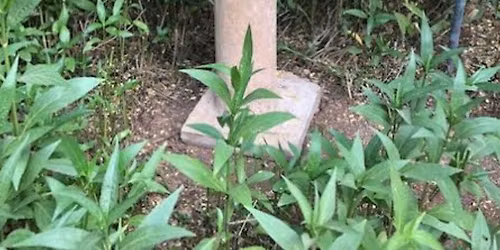 Urban Sketch @ the Home Garden of Our Friend Suzanne