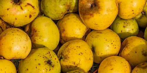 Photography Walk - Margam Park: Apple Day 