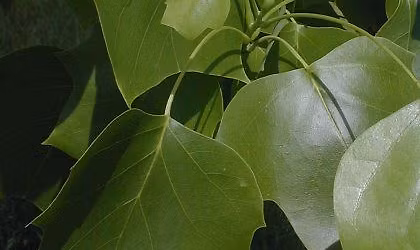 Arbor Day Celebration