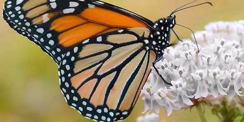 Bilingual Bug and Native Plant Walk