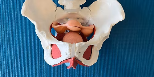 Pelvic Wisdom: Posture, Breath & the Foundations of Support