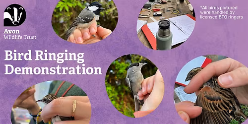 Youth Event: Bird Ringing Demonstration