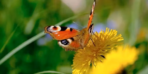 Butterfly Walk - Fundraiser for IbizaPreservation