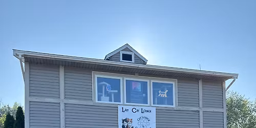 Movie night with cats