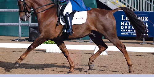 Paul fielder dressage workshop