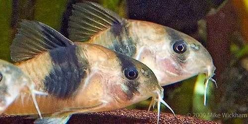 Tropical Fish & Aquarium Supply SWAP MEET