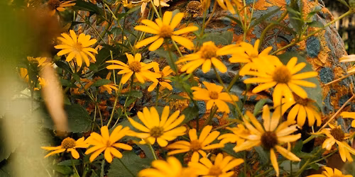 Dan Deacon, Macula Dog, MSHR