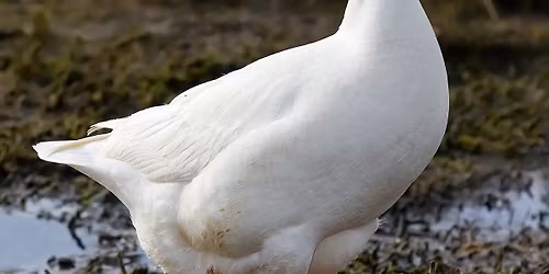 Goose