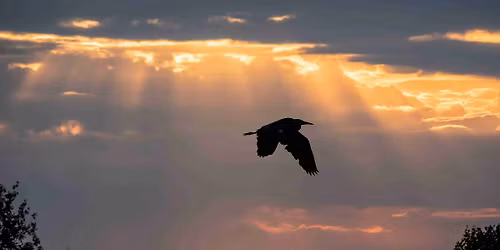 Les secrets de la migration des oiseaux