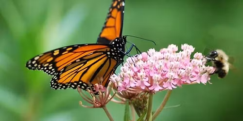 Free Class on Native Pollinator Gardening