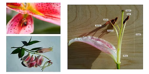 Kid's Hands-On: Flower Dissection
