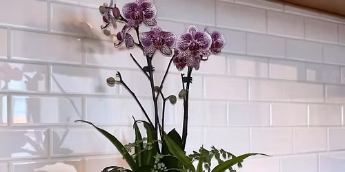 Orchid Arrangement Workshop