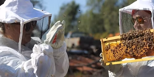 June Morning  Beehive Tour