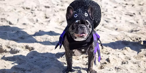 Spooktacular Frenchie Meetup with the French Beachdogs!