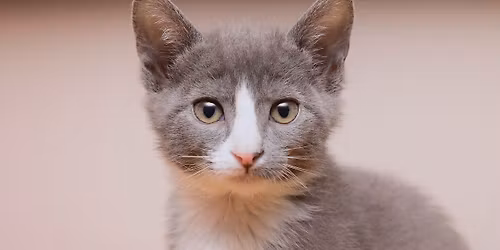 NYC - Kitten Adoption Pop-up Event at Stoney Clover Lane