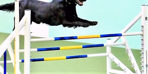 HDTC Agility Trials