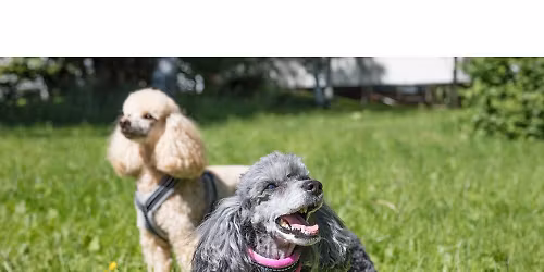 Hundpromenad f\u00f6r v\u00e4lg\u00f6renhet