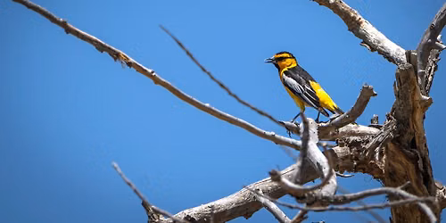 Bird Watching with Audubon Society's Reed Tollefson