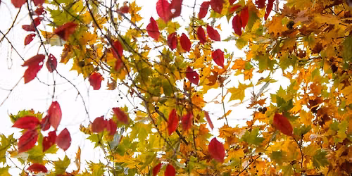 Colors of Autumn