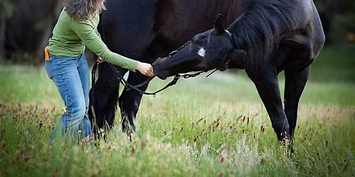 How to Prevent and Alleviate Neck and Back Pain For Your Equine Partner