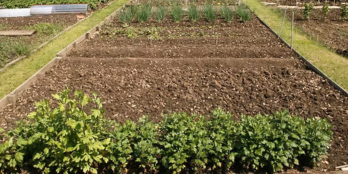Free talk for allotment tenants Gardening with Nature: Companion Planting and Natural Pest Control