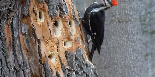 NJ Audubon: Youth Birding Hike