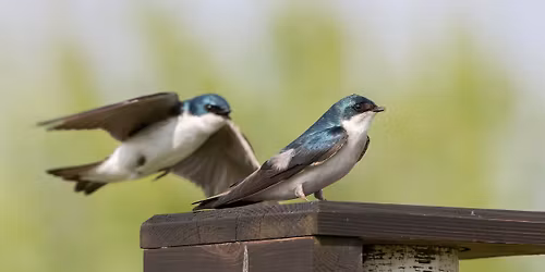 Birding Beckenholdt Park