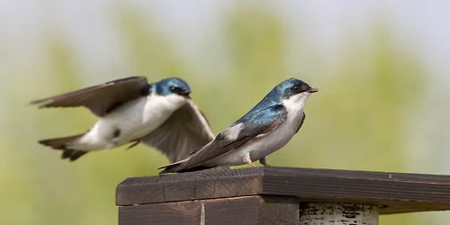 Birding Beckenholdt Park